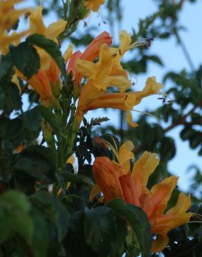 Fotografia 16 da espécie Tecoma capensis no Jardim Botânico UTAD