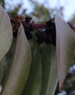 Fotografia 15 da espécie Myoporum laetum no Jardim Botânico UTAD