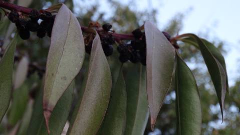 Fotografia da espécie Myoporum laetum