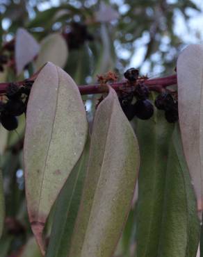 Fotografia 16 da espécie Myoporum laetum no Jardim Botânico UTAD