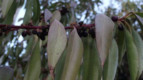 Fotografia da espécie Myoporum laetum