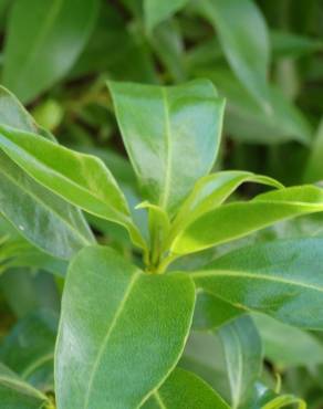 Fotografia 17 da espécie Myoporum laetum no Jardim Botânico UTAD