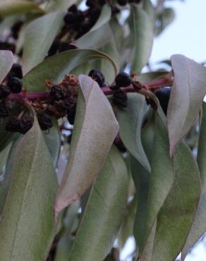 Fotografia 18 da espécie Myoporum laetum no Jardim Botânico UTAD