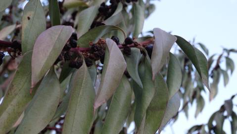 Fotografia da espécie Myoporum laetum