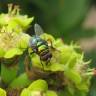 Fotografia 11 da espécie Euphorbia ingens do Jardim Botânico UTAD