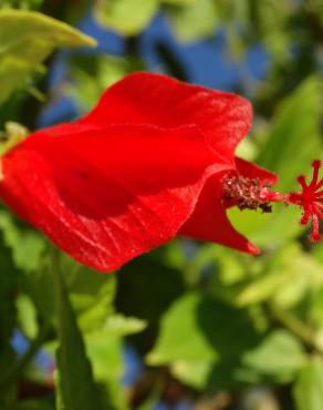 Fotografia 15 da espécie Hibiscus rosa-sinensis no Jardim Botânico UTAD