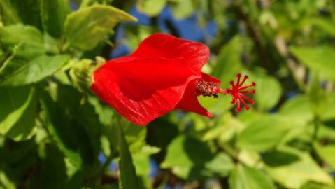 Fotografia da espécie Hibiscus rosa-sinensis