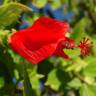 Fotografia 15 da espécie Hibiscus rosa-sinensis do Jardim Botânico UTAD