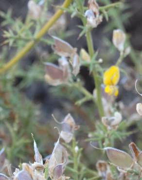 Fotografia 6 da espécie Ulex argenteus subesp. argenteus no Jardim Botânico UTAD