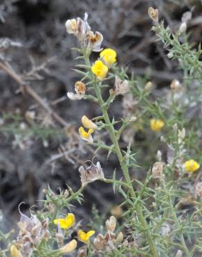 Fotografia 7 da espécie Ulex argenteus subesp. argenteus no Jardim Botânico UTAD