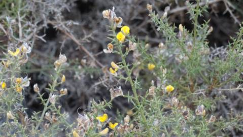 Fotografia da espécie Ulex argenteus subesp. argenteus