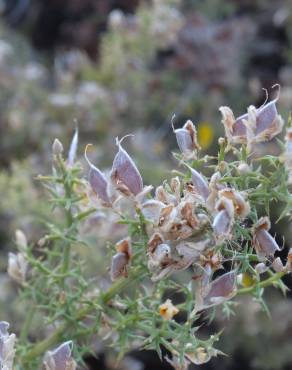 Fotografia 10 da espécie Ulex argenteus subesp. argenteus no Jardim Botânico UTAD