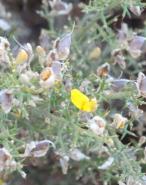 Fotografia 12 da espécie Ulex argenteus subesp. argenteus no Jardim Botânico UTAD