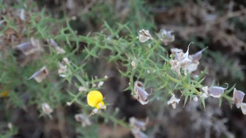 Fotografia da espécie Ulex argenteus subesp. argenteus