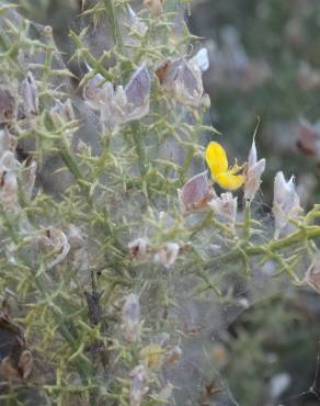 Fotografia 14 da espécie Ulex argenteus subesp. argenteus no Jardim Botânico UTAD