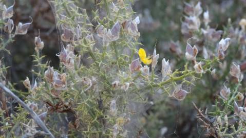 Fotografia da espécie Ulex argenteus subesp. argenteus