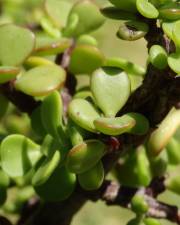 Fotografia da espécie Crassula ovata