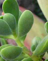 Crassula rogersii