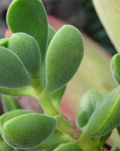 Fotografia de capa Crassula rogersii - do Jardim Botânico