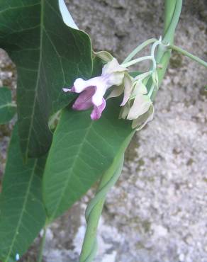 Fotografia 37 da espécie Araujia sericifera no Jardim Botânico UTAD