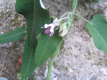 Fotografia da espécie Araujia sericifera