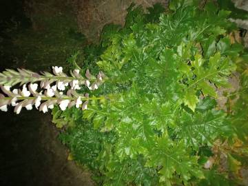 Fotografia da espécie Acanthus mollis