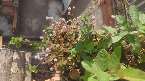 Fotografia da espécie Polygonum capitatum