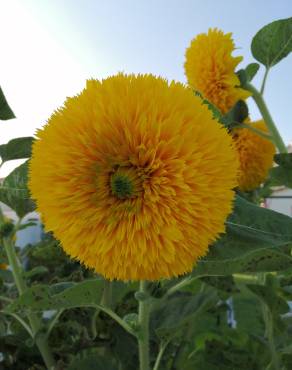 Fotografia 33 da espécie Helianthus annuus no Jardim Botânico UTAD