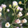 Fotografia 3 da espécie Erigeron acris do Jardim Botânico UTAD