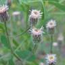 Fotografia 6 da espécie Erigeron acris do Jardim Botânico UTAD