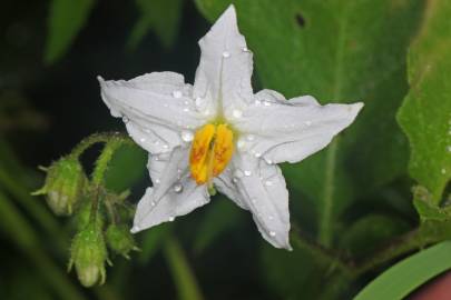 Fotografia da espécie Solanum carolinense