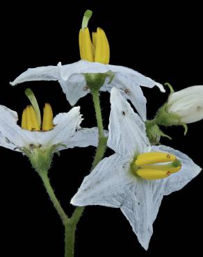 Fotografia 18 da espécie Solanum carolinense no Jardim Botânico UTAD