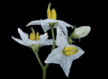 Fotografia da espécie Solanum carolinense