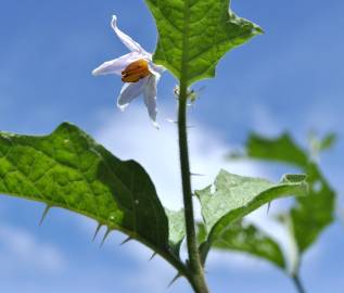 Fotografia da espécie Solanum carolinense