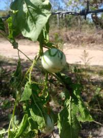 Fotografia da espécie Solanum carolinense