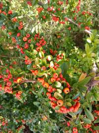 Fotografia da espécie Pyracantha coccinea