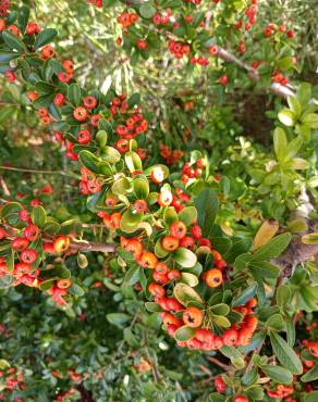 Fotografia 12 da espécie Pyracantha coccinea no Jardim Botânico UTAD