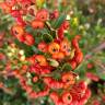 Fotografia 13 da espécie Pyracantha coccinea do Jardim Botânico UTAD