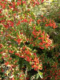 Fotografia da espécie Pyracantha coccinea