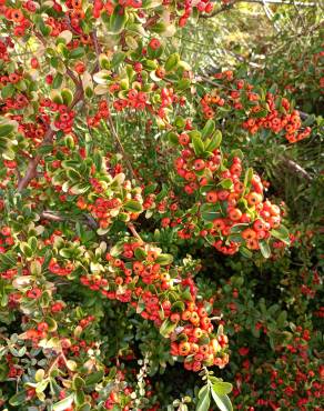 Fotografia 14 da espécie Pyracantha coccinea no Jardim Botânico UTAD