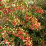 Fotografia 14 da espécie Pyracantha coccinea do Jardim Botânico UTAD