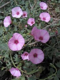 Fotografia da espécie Convolvulus althaeoides