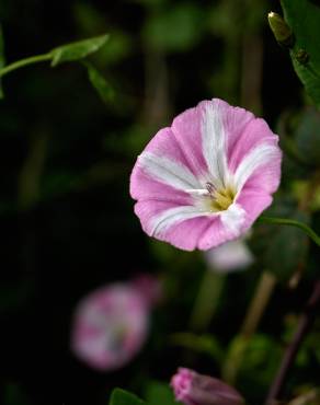 Fotografia 9 da espécie Convolvulus althaeoides no Jardim Botânico UTAD