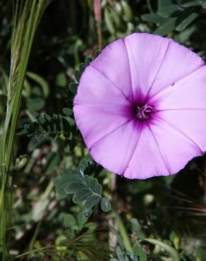 Fotografia 10 da espécie Convolvulus althaeoides no Jardim Botânico UTAD