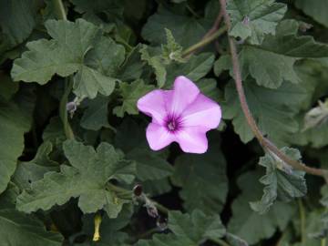 Fotografia da espécie Convolvulus althaeoides