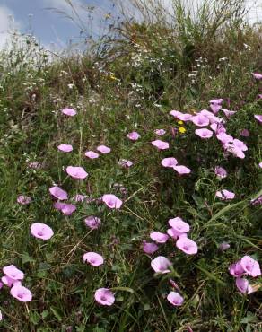 Fotografia 13 da espécie Convolvulus althaeoides no Jardim Botânico UTAD