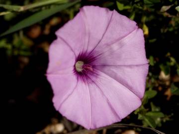 Fotografia da espécie Convolvulus althaeoides