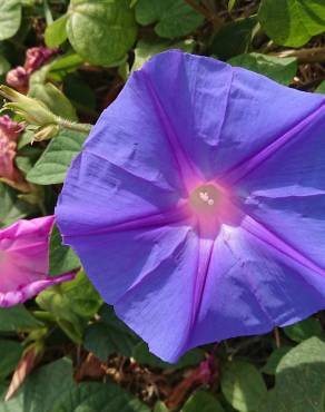 Fotografia 13 da espécie Ipomoea indica no Jardim Botânico UTAD