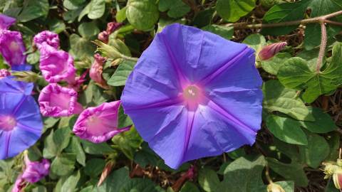 Fotografia da espécie Ipomoea indica