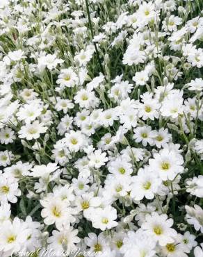 Fotografia 17 da espécie Cerastium tomentosum no Jardim Botânico UTAD